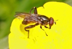 Chalcosyrphus nemorum, hoverfly, male, Alan Prowse